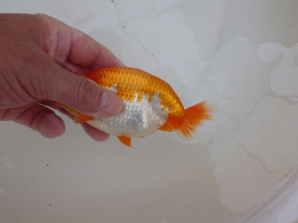 【 鉄板！！】品評大会に向けて！赤勝ち更紗らんちゅう　東大関系統　約13㎝  オス？
