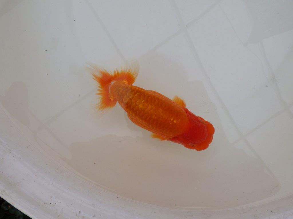 【 鉄板！！】当歳魚の部では無理なので来春の弐歳会から！　東大関系統　約16㎝  オス？