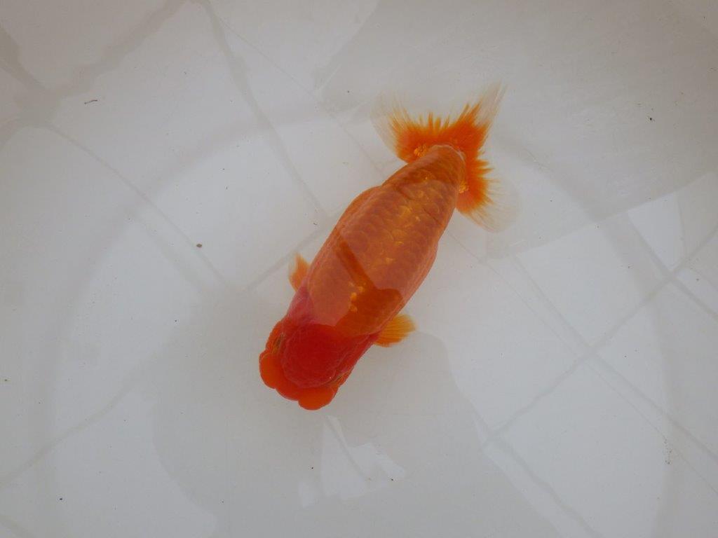 【 鉄板！！】当歳魚の部では無理なので来春の弐歳会から！　東大関系統　約16㎝  オス？