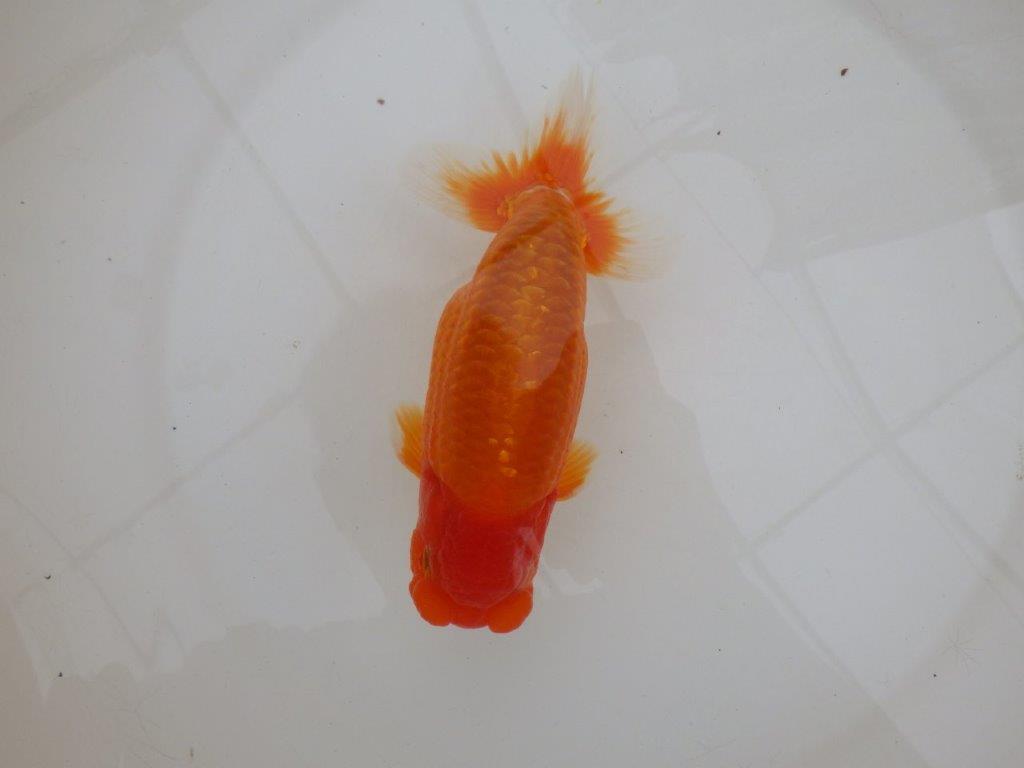 【 鉄板！！】当歳魚の部では無理なので来春の弐歳会から！　東大関系統　約16㎝  オス？