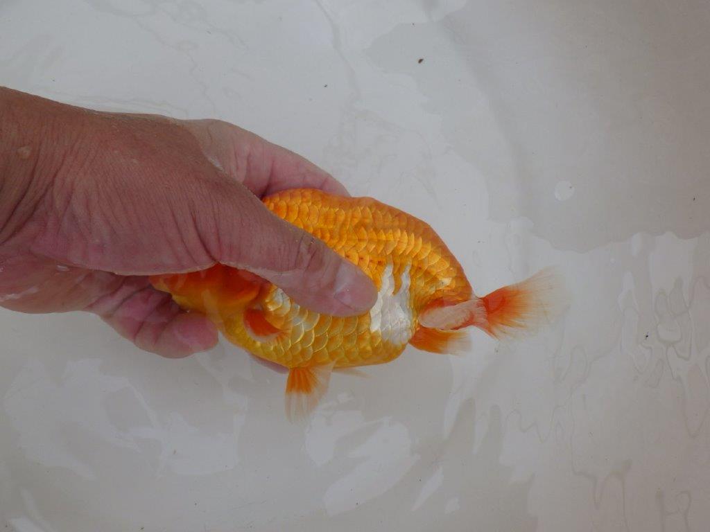 【 鉄板！！】当歳魚の部では無理なので来春の弐歳会から！　東大関系統　約16㎝  オス？