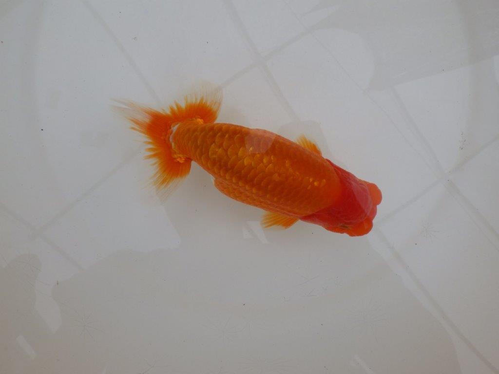 【 鉄板！！】当歳魚の部では無理なので来春の弐歳会から！　東大関系統　約16㎝  オス？