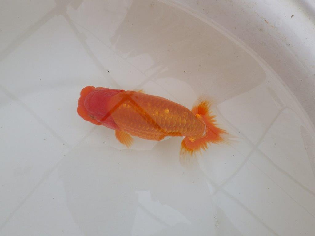 【 鉄板！！】当歳魚の部では無理なので来春の弐歳会から！　東大関系統　約16㎝  オス？