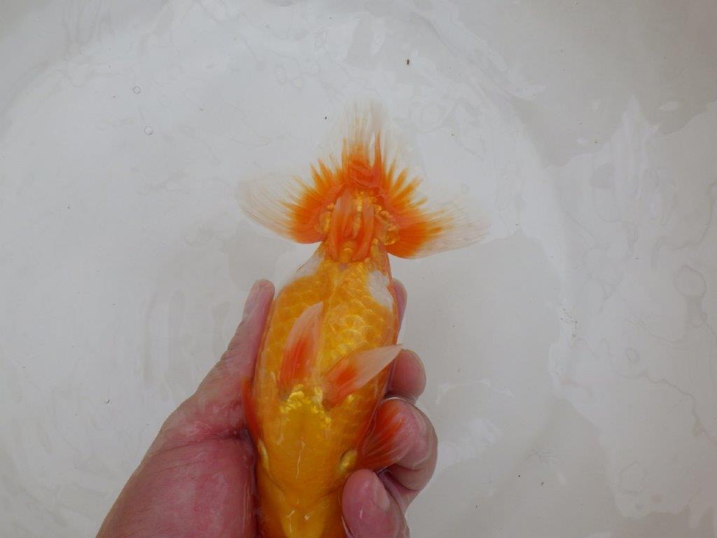 【 鉄板！！】当歳魚の部では無理なので来春の弐歳会から！　東大関系統　約16㎝  オス？