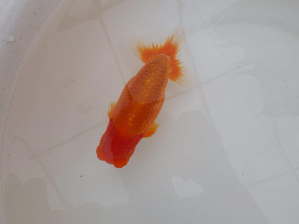 【 鉄板！！】当歳魚の部では無理なので来春の弐歳会から！　東大関系統　約16㎝  オス？