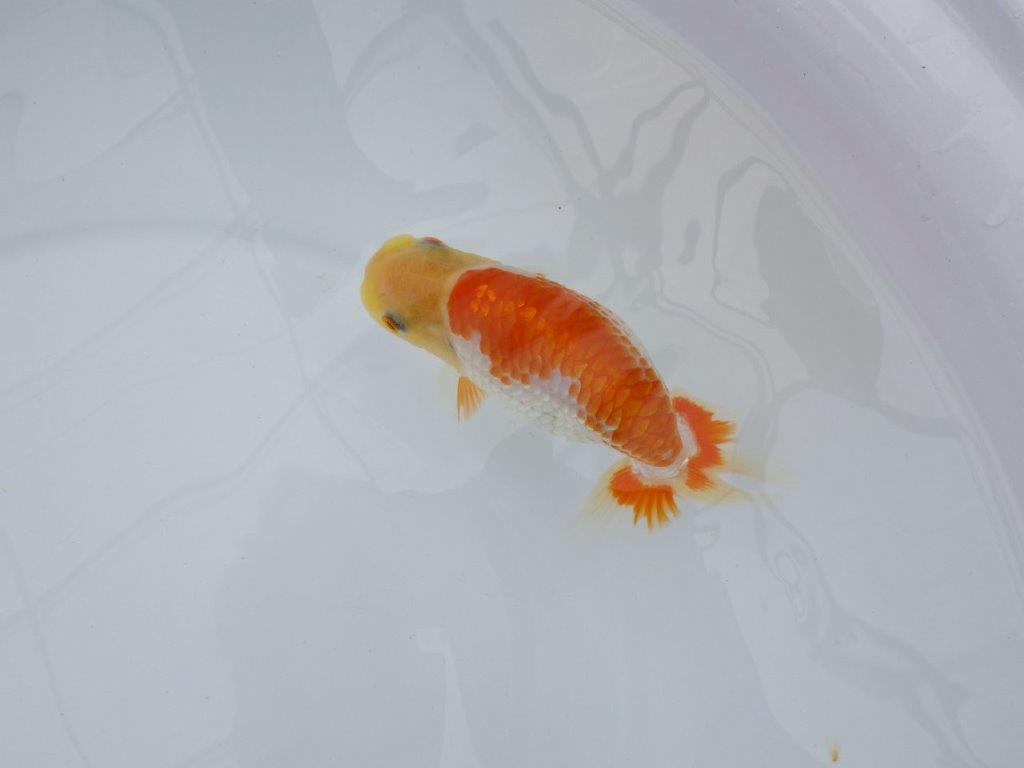 【逸品当歳らんちゅう】体系も良い柄の綺麗な上物更紗らんちゅう　約14ｃｍ前後　メス？