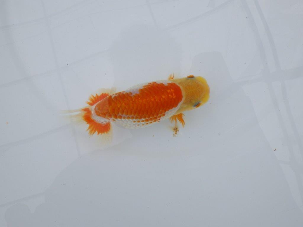 【逸品当歳らんちゅう】体系も良い柄の綺麗な上物更紗らんちゅう　約14ｃｍ前後　メス？