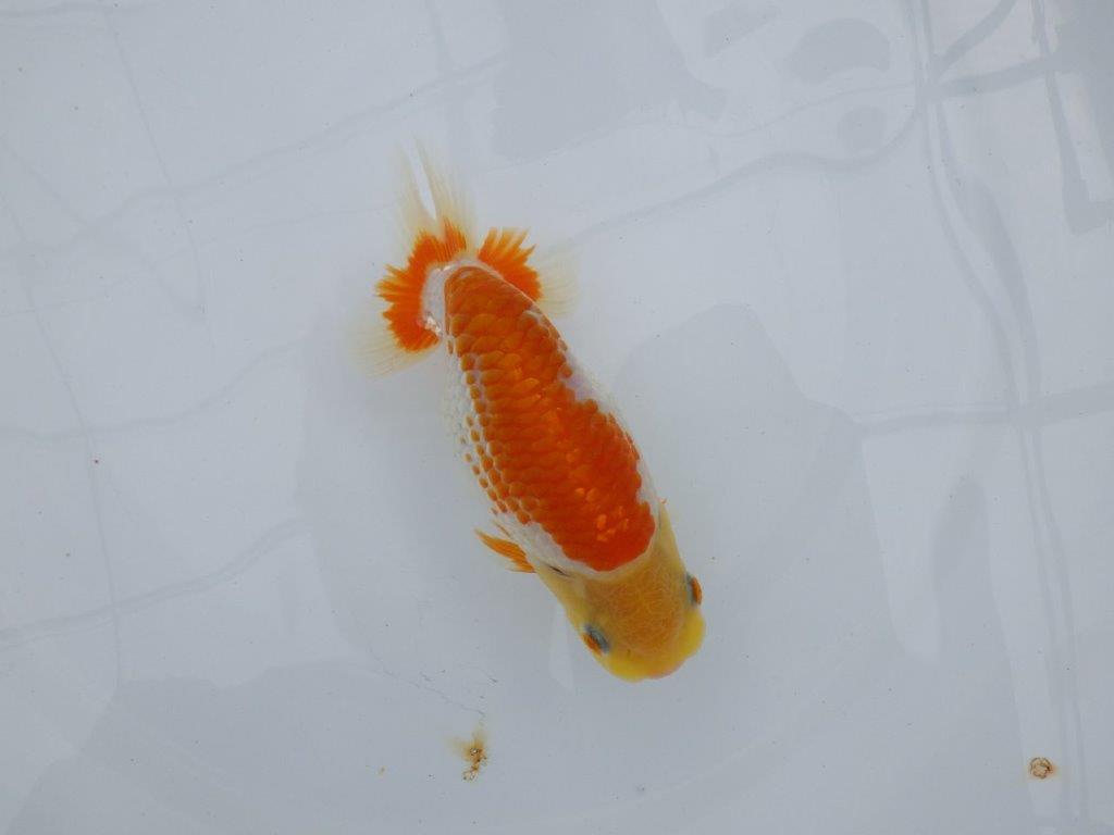 【逸品当歳らんちゅう】体系も良い柄の綺麗な上物更紗らんちゅう　約14ｃｍ前後　メス？