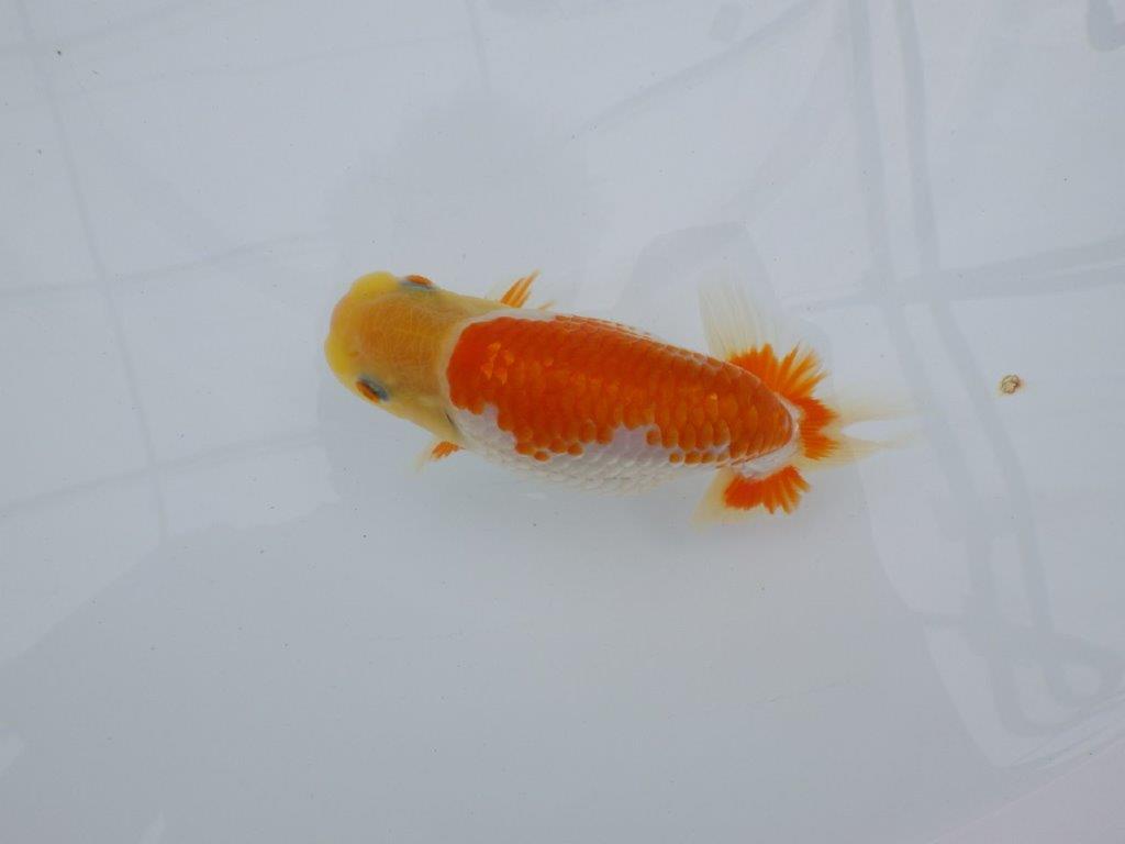【逸品当歳らんちゅう】体系も良い柄の綺麗な上物更紗らんちゅう　約14ｃｍ前後　メス？