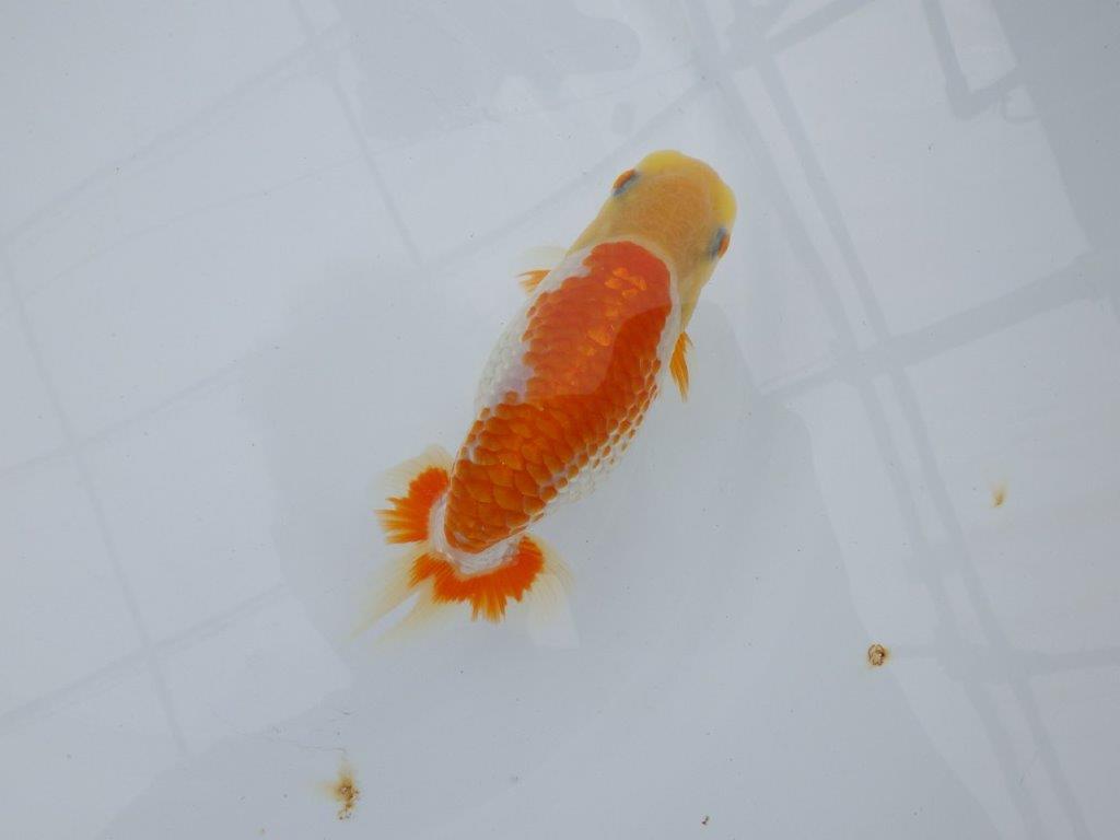 【逸品当歳らんちゅう】体系も良い柄の綺麗な上物更紗らんちゅう　約14ｃｍ前後　メス？