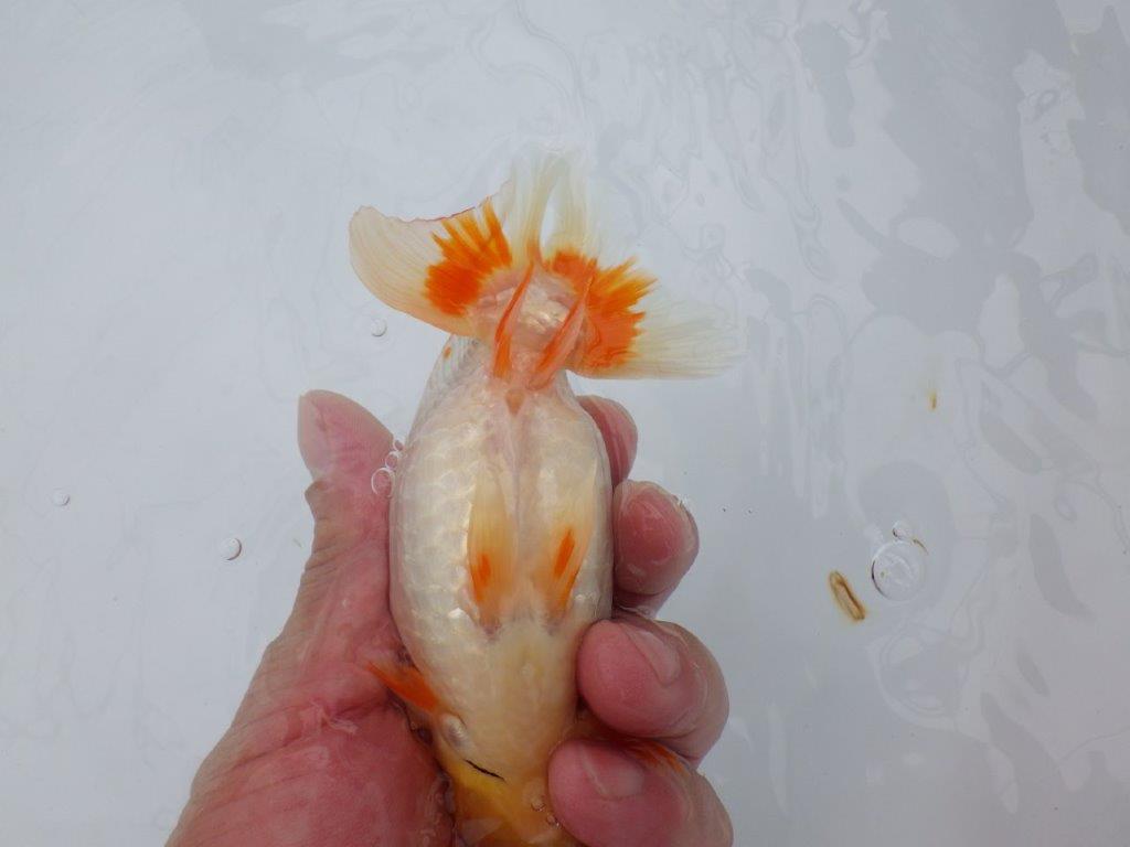 【逸品当歳らんちゅう】体系も良い柄の綺麗な上物更紗らんちゅう　約14ｃｍ前後　メス？