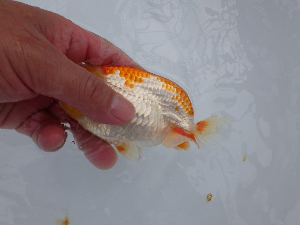 【逸品当歳らんちゅう】体系も良い柄の綺麗な上物更紗らんちゅう　約14ｃｍ前後　メス？