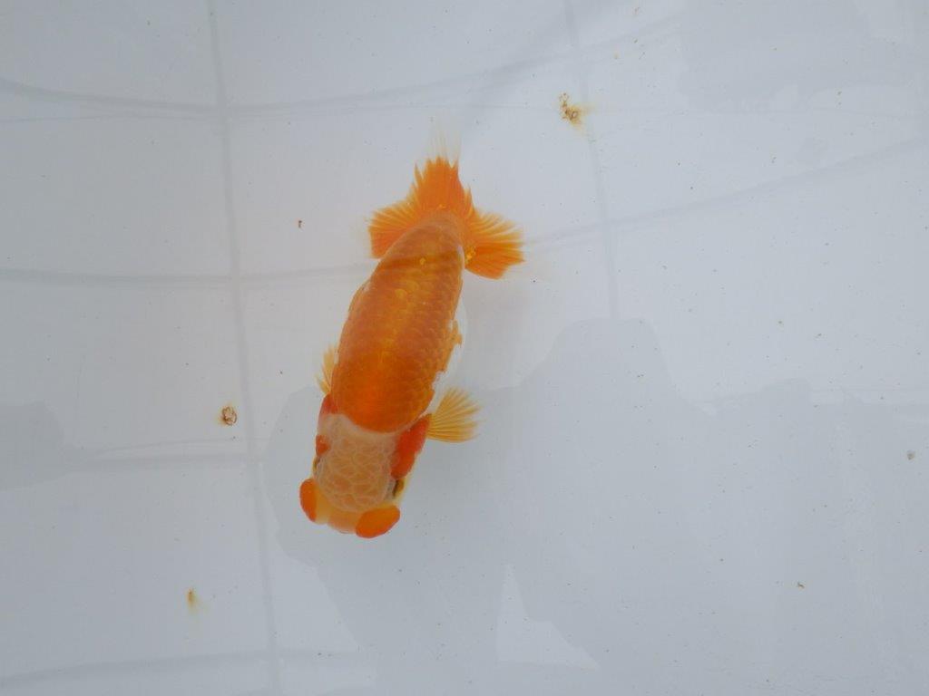 【逸品当歳らんちゅう】希少で綺麗な上物更紗らんちゅう　約12,5ｃｍ前後　オス？
