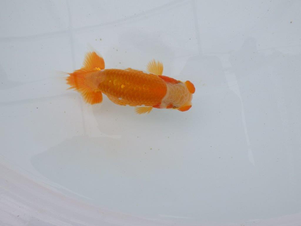 【逸品当歳らんちゅう】希少で綺麗な上物更紗らんちゅう　約12,5ｃｍ前後　オス？