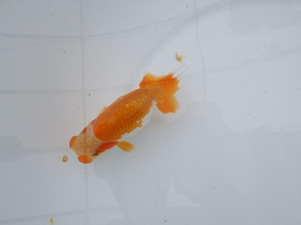 【逸品当歳らんちゅう】希少で綺麗な上物更紗らんちゅう　約12,5ｃｍ前後　オス？