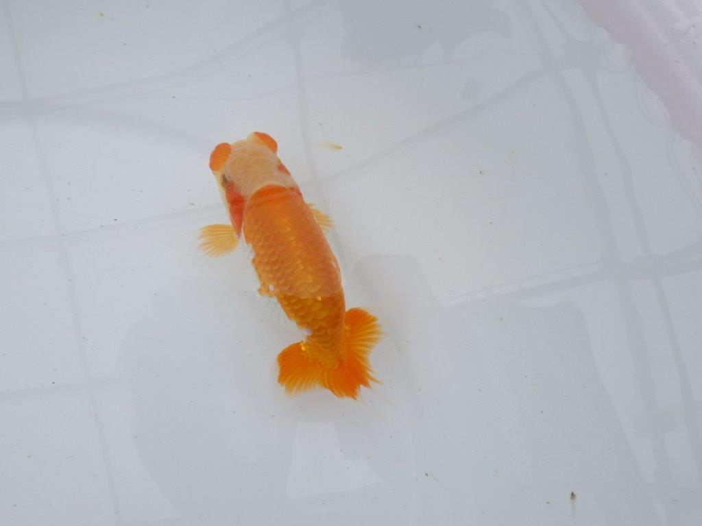 【逸品当歳らんちゅう】希少で綺麗な上物更紗らんちゅう　約12,5ｃｍ前後　オス？