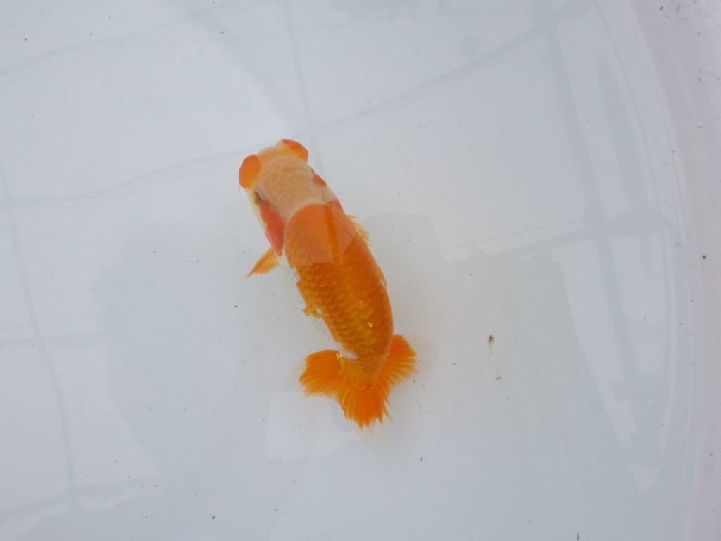 【逸品当歳らんちゅう】希少で綺麗な上物更紗らんちゅう　約12,5ｃｍ前後　オス？