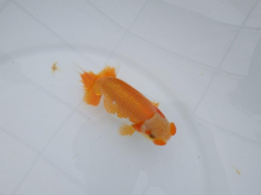 【逸品当歳らんちゅう】希少で綺麗な上物更紗らんちゅう　約12,5ｃｍ前後　オス？