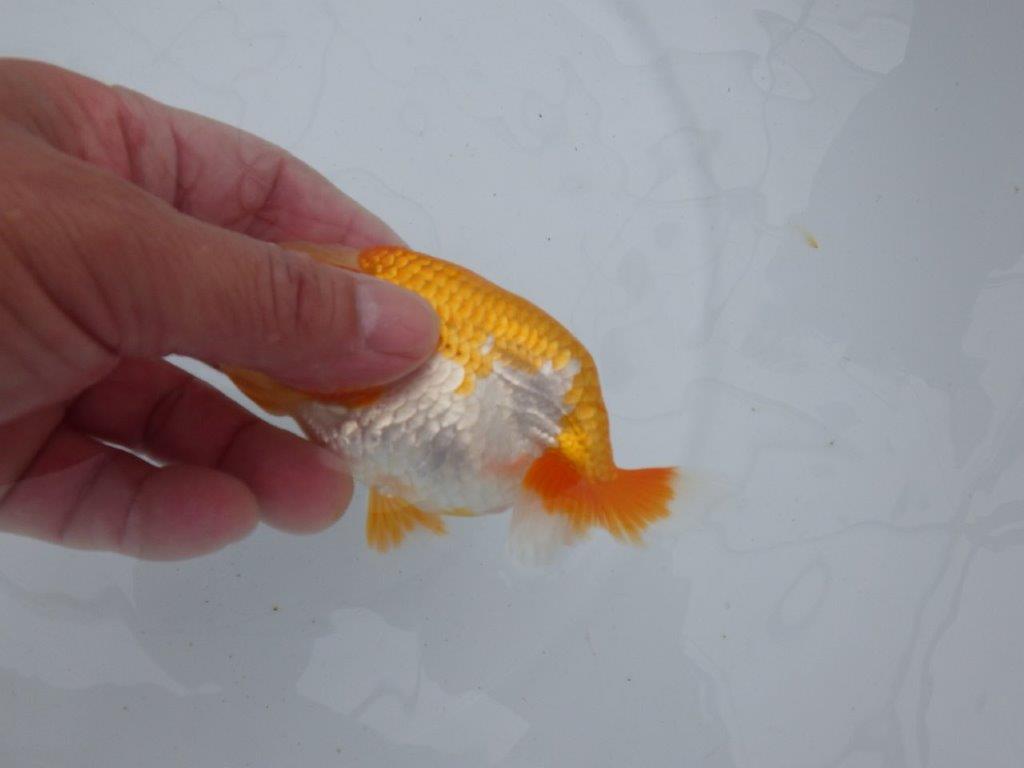 【逸品当歳らんちゅう】希少で綺麗な上物更紗らんちゅう　約12,5ｃｍ前後　オス？