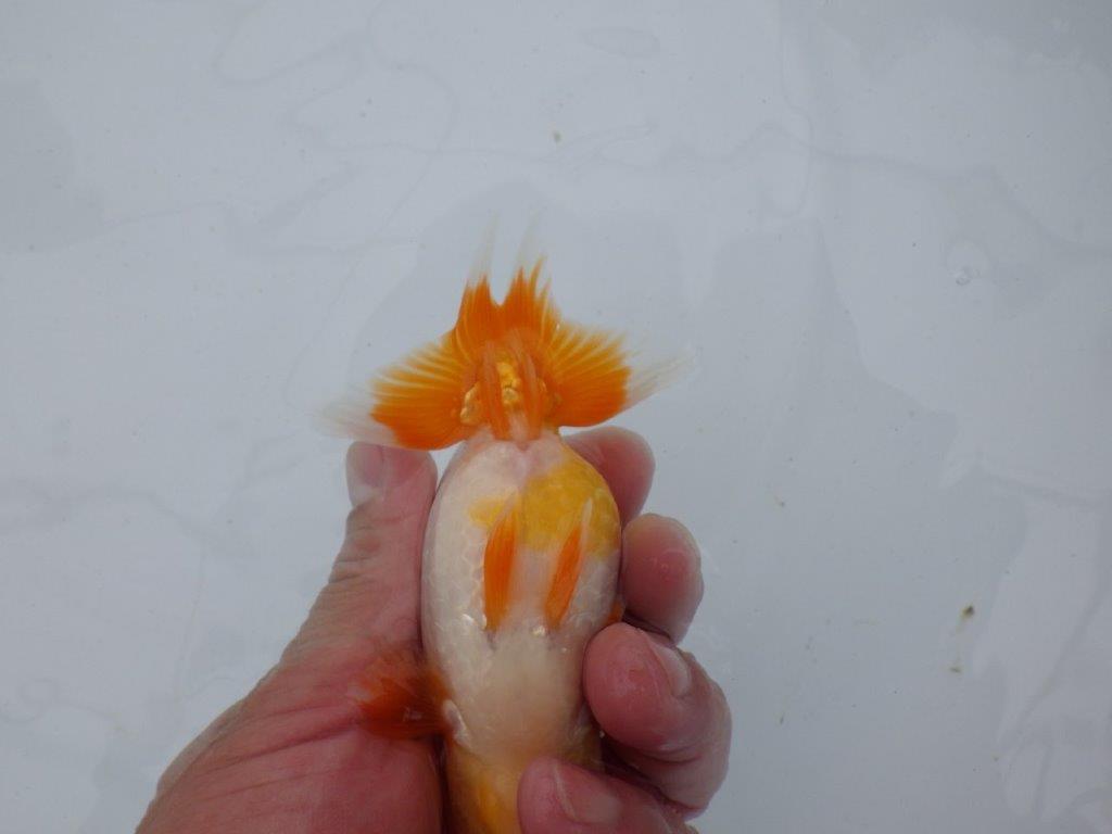 【逸品当歳らんちゅう】希少で綺麗な上物更紗らんちゅう　約12,5ｃｍ前後　オス？