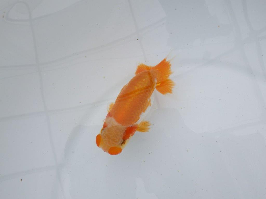 【逸品当歳らんちゅう】希少で綺麗な上物更紗らんちゅう　約12,5ｃｍ前後　オス？