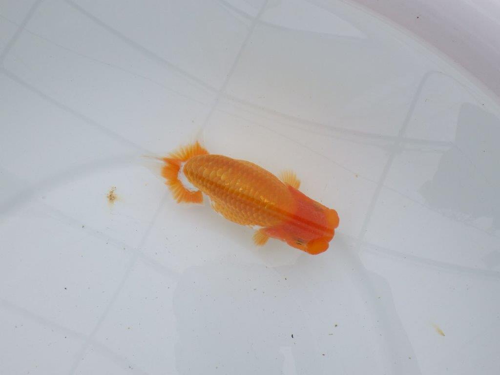 【逸品当歳らんちゅう】品評大会も視野に入れて飼い込みお勧めらんちゅう　約13ｃｍ前後　オス？