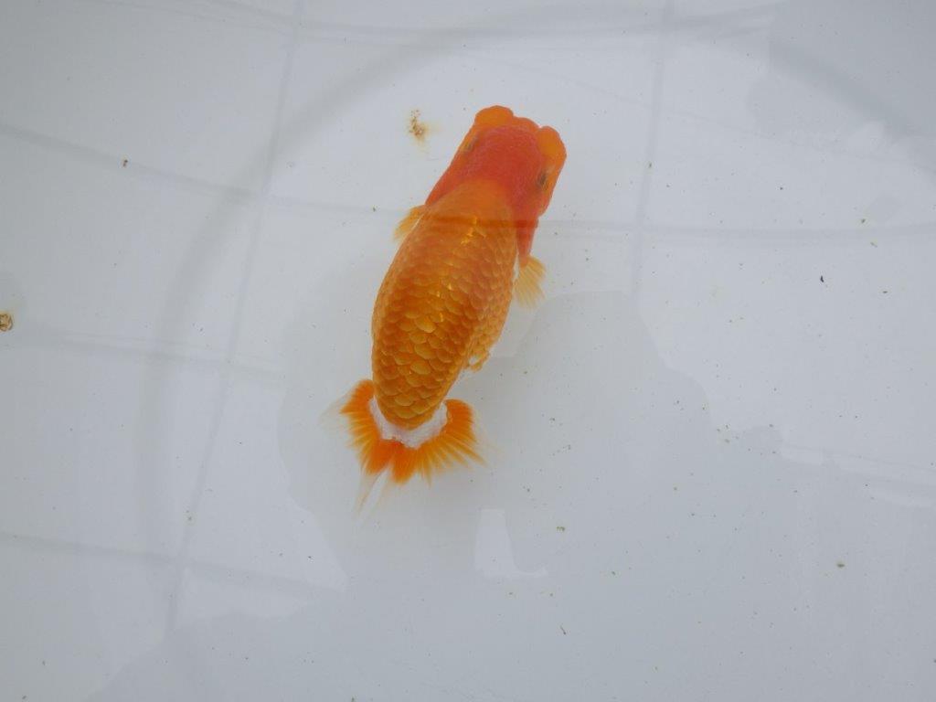 【逸品当歳らんちゅう】品評大会も視野に入れて飼い込みお勧めらんちゅう　約13ｃｍ前後　オス？