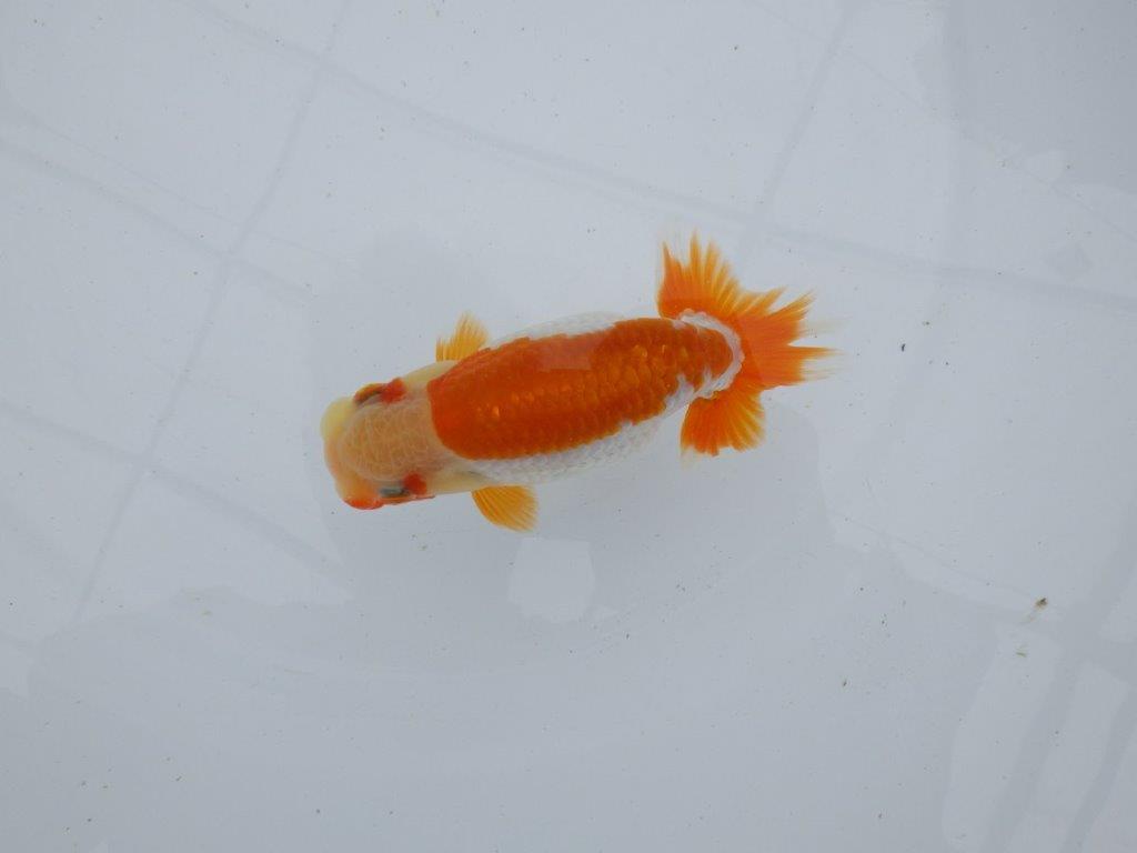 【逸品当歳らんちゅう】品評大会に向けてお勧め更紗　約12,5ｃｍ前後　メス？