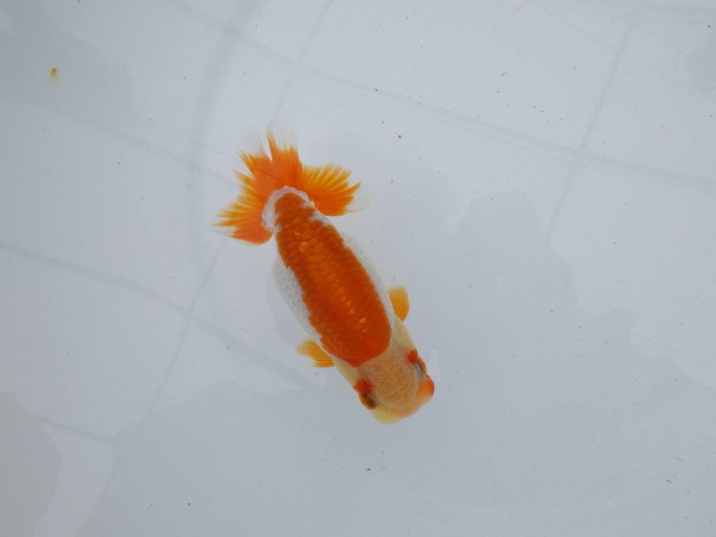【逸品当歳らんちゅう】品評大会に向けてお勧め更紗　約12,5ｃｍ前後　メス？