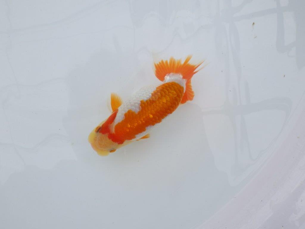 【逸品当歳らんちゅう】尾型、構えが良く柄も綺麗な更紗らんちゅう　約14ｃｍ前後　オス？