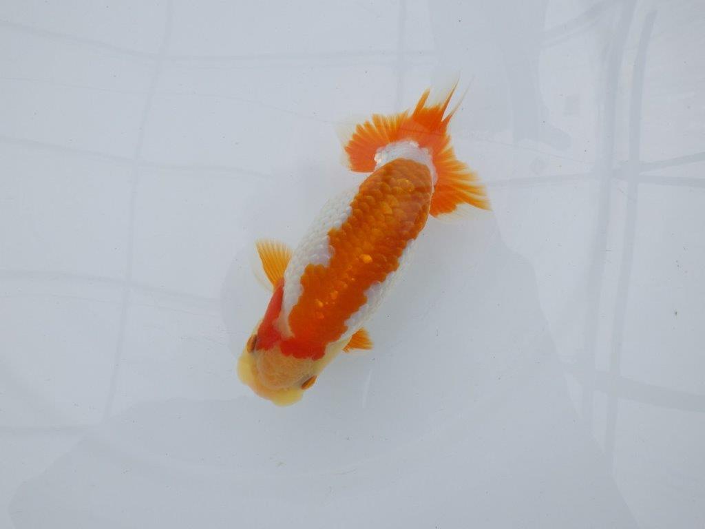 【逸品当歳らんちゅう】尾型、構えが良く柄も綺麗な更紗らんちゅう　約14ｃｍ前後　オス？