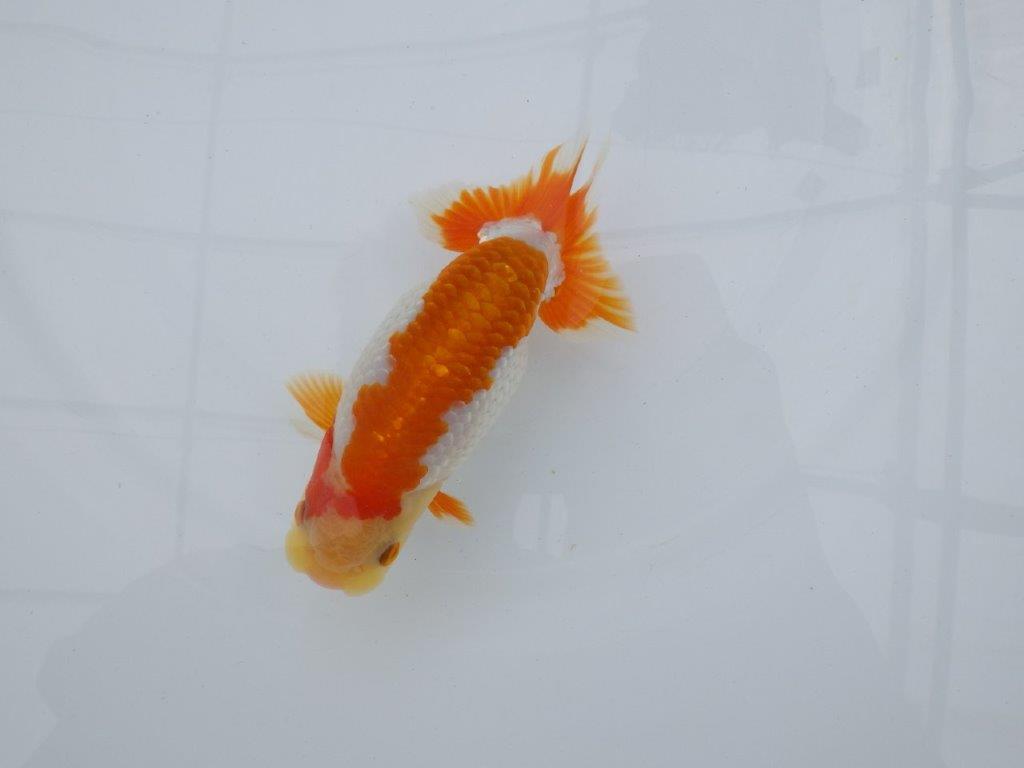 【逸品当歳らんちゅう】尾型、構えが良く柄も綺麗な更紗らんちゅう　約14ｃｍ前後　オス？