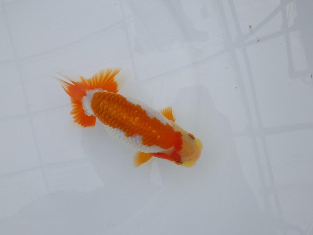 【逸品当歳らんちゅう】尾型、構えが良く柄も綺麗な更紗らんちゅう　約14ｃｍ前後　オス？