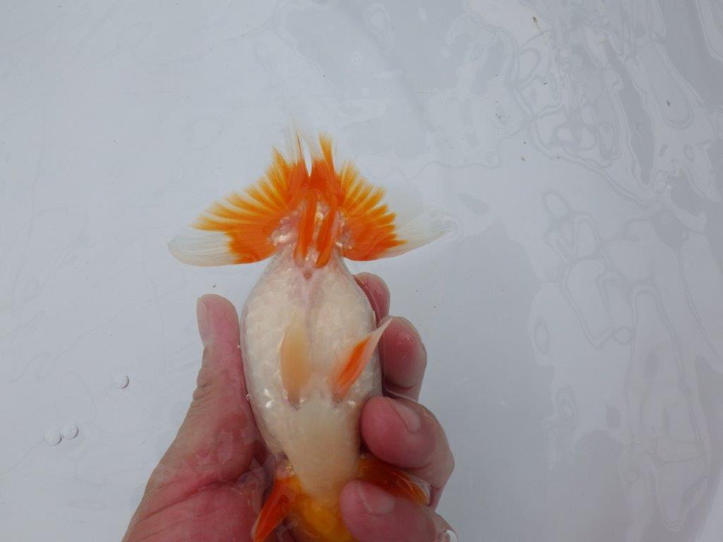 【逸品当歳らんちゅう】尾型、構えが良く柄も綺麗な更紗らんちゅう　約14ｃｍ前後　オス？
