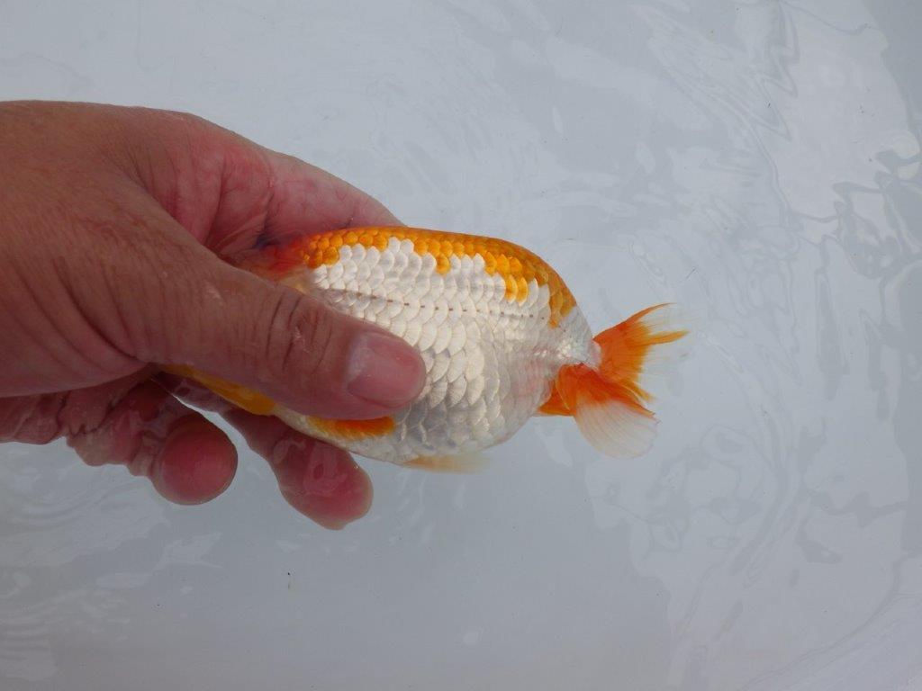 【逸品当歳らんちゅう】尾型、構えが良く柄も綺麗な更紗らんちゅう　約14ｃｍ前後　オス？