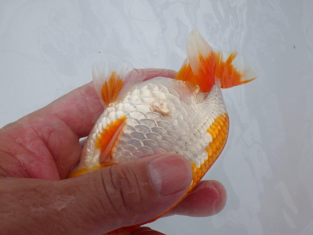 【逸品当歳らんちゅう】尾型、構えが良く柄も綺麗な更紗らんちゅう　約14ｃｍ前後　オス？