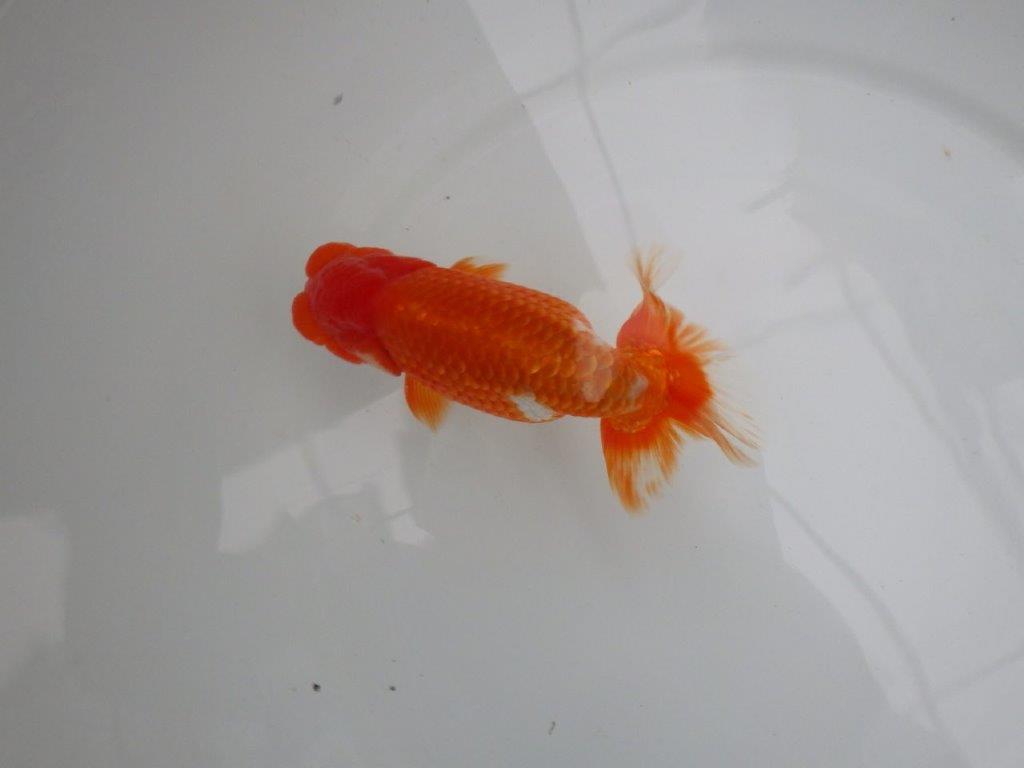【今シーズン初入荷当歳らんちゅう】鎌田らんちゅうD　約13,5ｃｍ前後　オス？