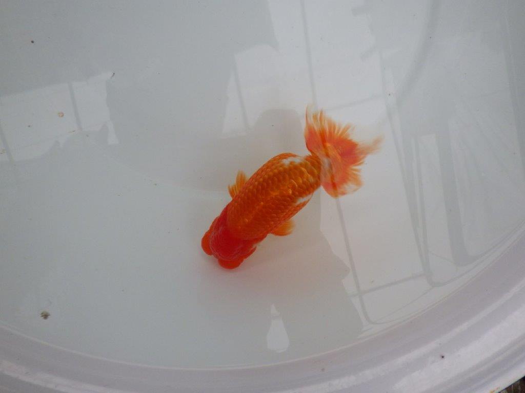 【今シーズン初入荷当歳らんちゅう】鎌田らんちゅうD　約13,5ｃｍ前後　オス？