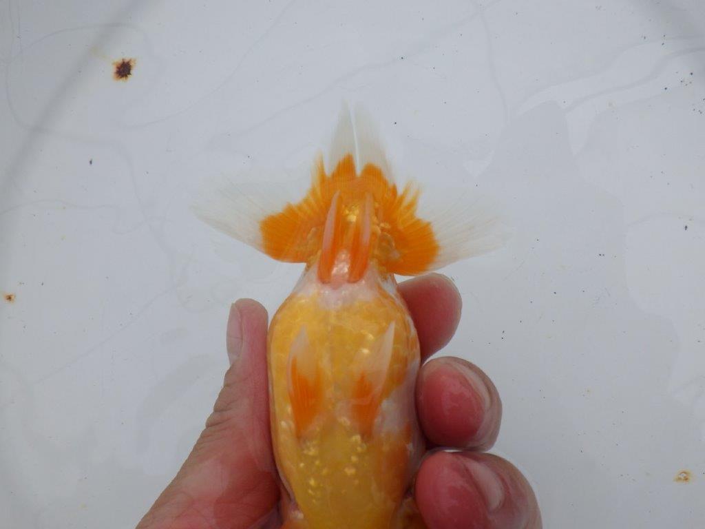 【愛知超優良系統 】来期、弐歳魚の部で目指せ品評大会!当歳らんちゅう約12㎝メス?