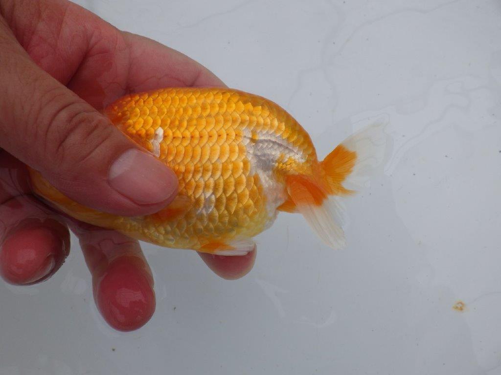 【愛知超優良系統 】来期、弐歳魚の部で目指せ品評大会!当歳らんちゅう約12㎝メス?