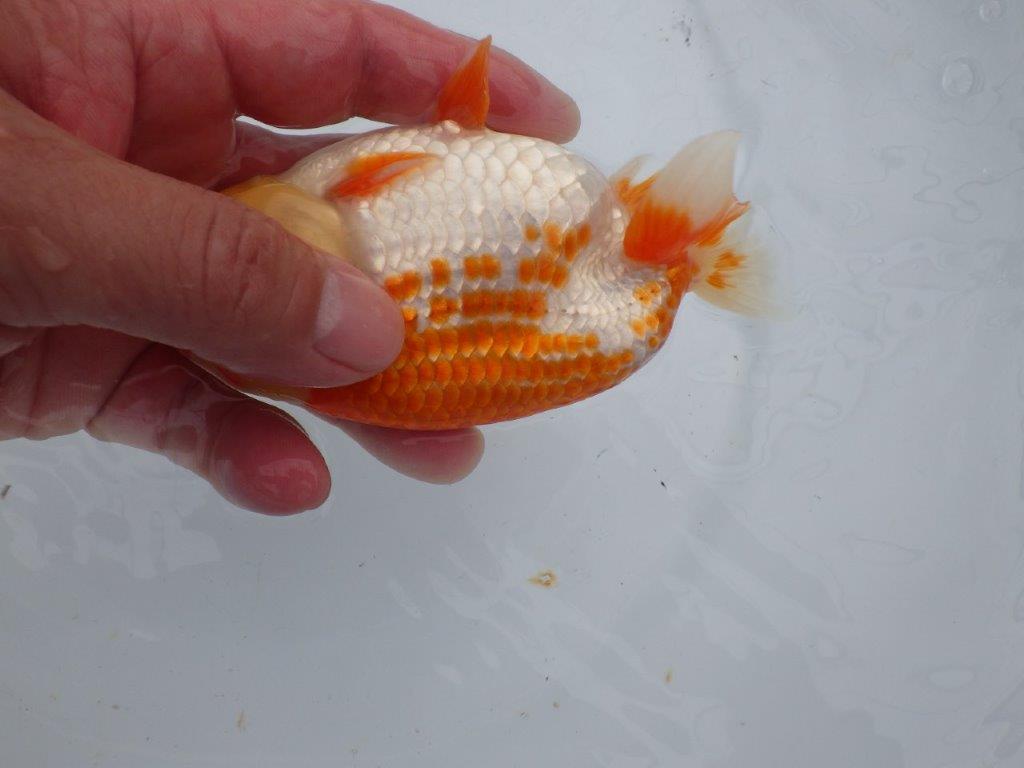 【愛知超優良系統 】極美カナコ系更紗！当歳らんちゅう約13,5㎝オス？
