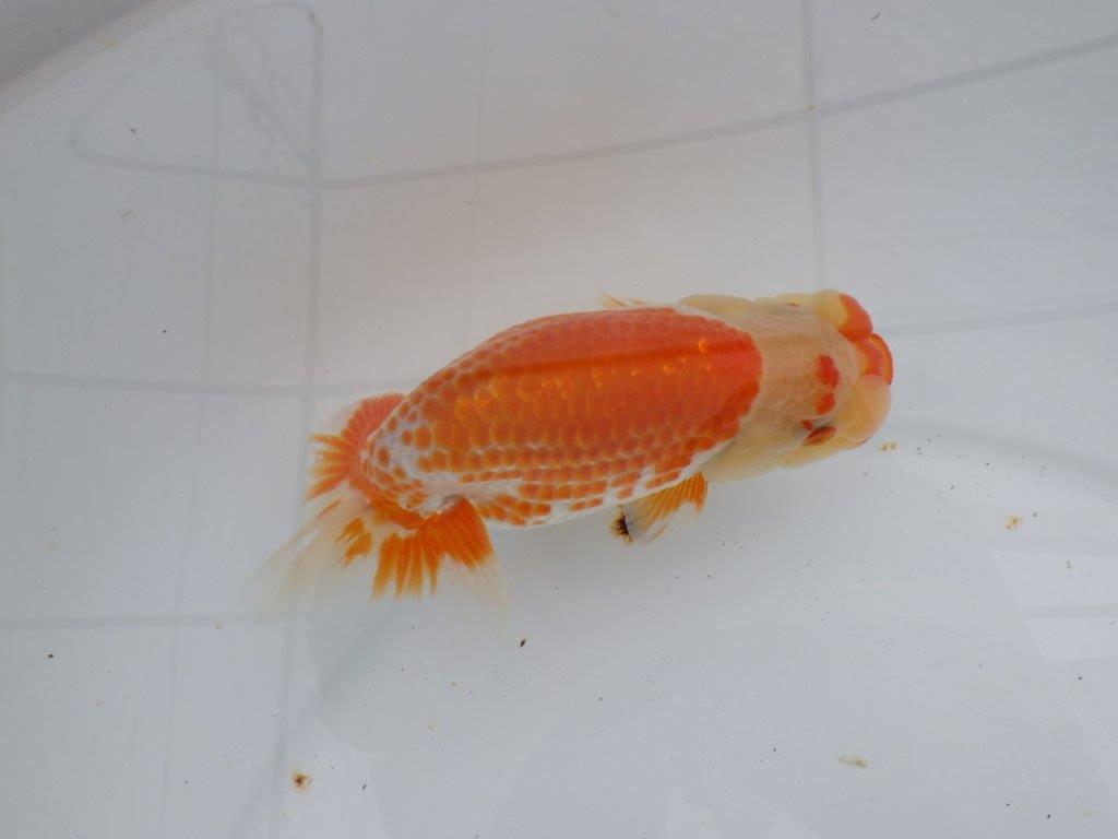【愛知超優良系統 】極美カナコ系更紗！当歳らんちゅう約13,5㎝オス？