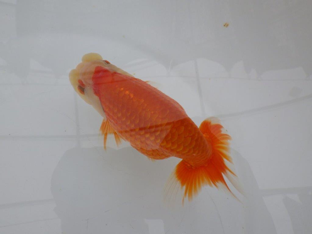 【全国大会東大関獲得ブリーダー 】継続して飼い込みお勧め当歳らんちゅう約13㎝オス？