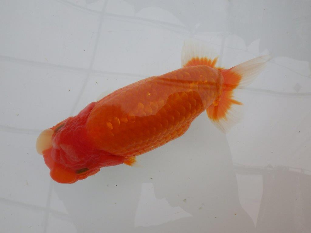 【全国大会東大関獲得ブリーダー 】大迫力！弐歳魚クラスのサイズ感！当歳らんちゅう約16,5㎝メス？