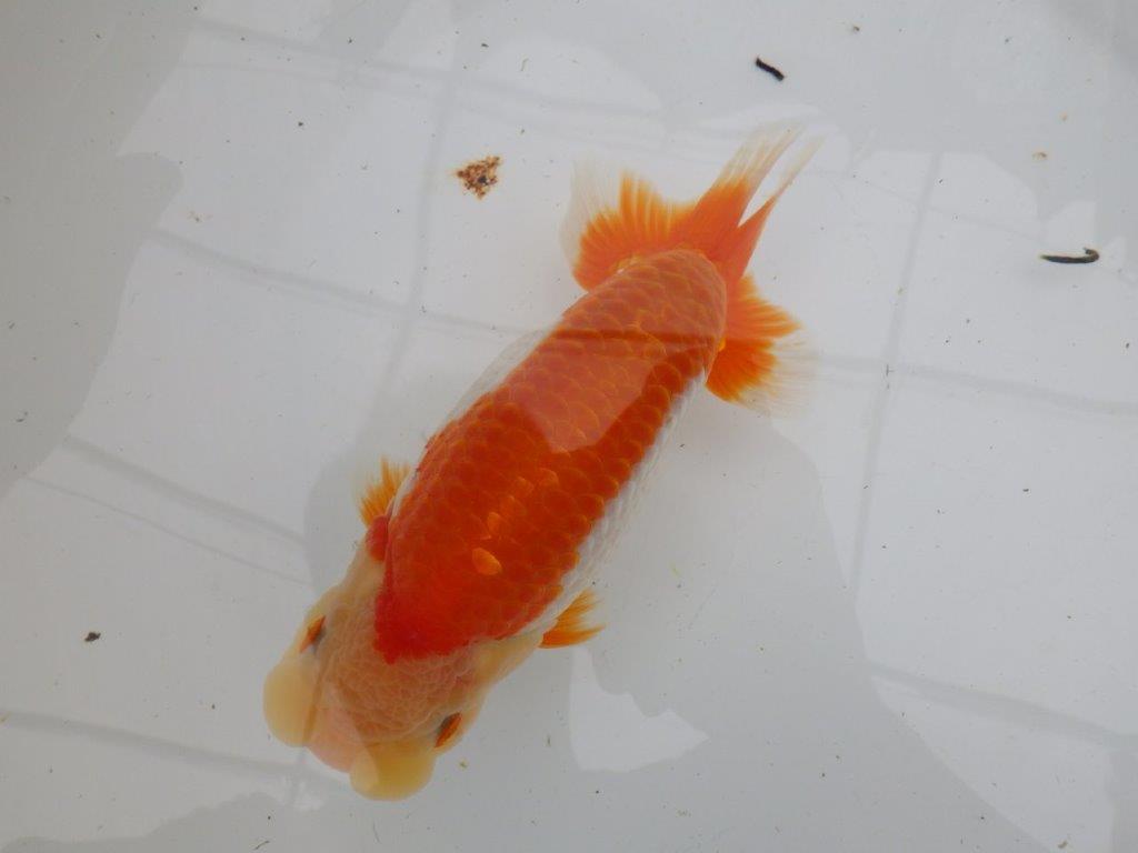 【全国大会東大関獲得ブリーダー 】弐歳でさらなる逸品魚へ！当歳らんちゅう約17㎝弱メス？