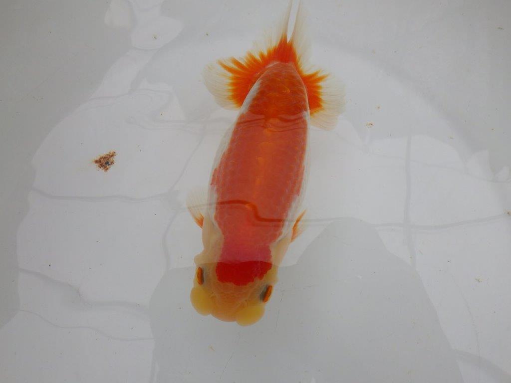 【全国大会東大関獲得ブリーダー 】弐歳魚まで温存がお勧め当歳らんちゅう約15,5㎝オス？