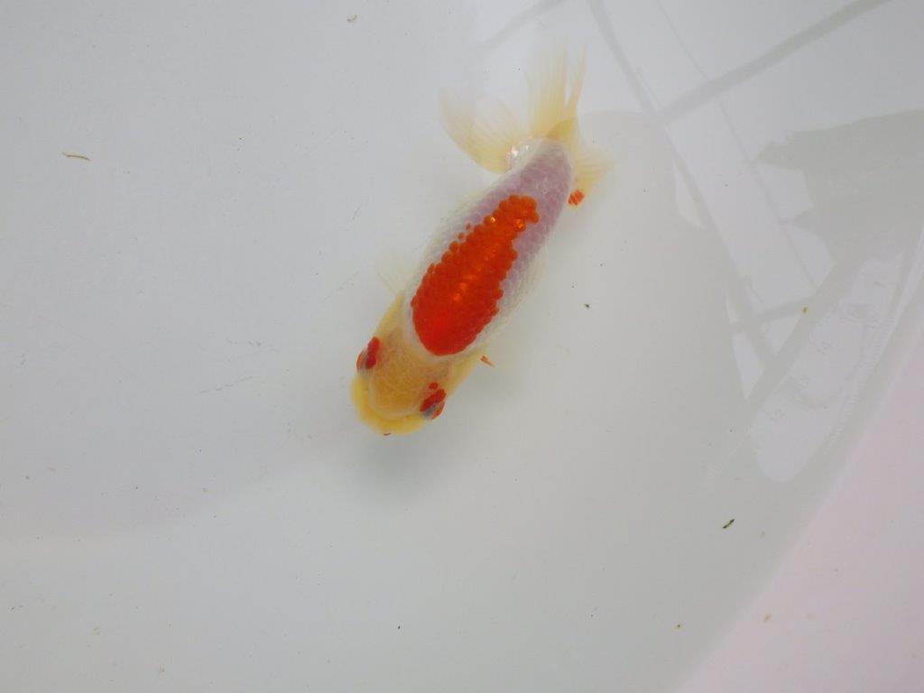【可愛がってきた当歳らんちゅう 】背、腰のラインが美しいらんちゅう　約11cm  オス？