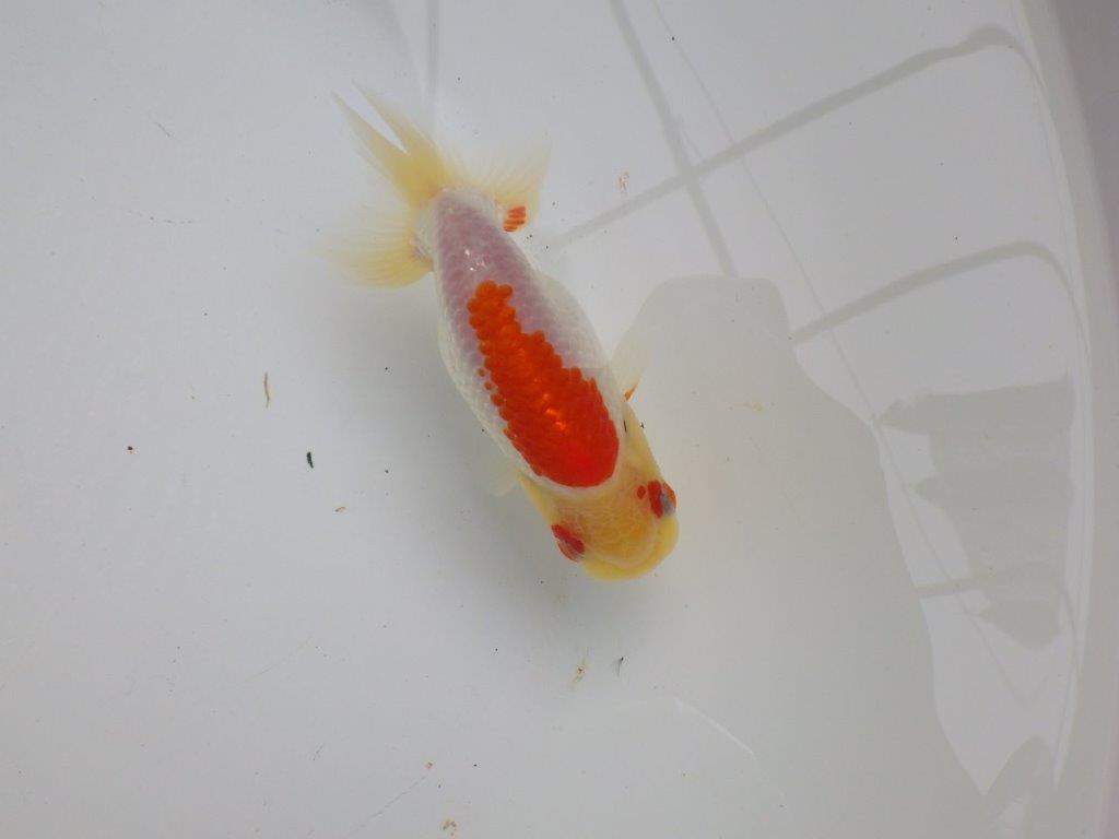 【可愛がってきた当歳らんちゅう 】背、腰のラインが美しいらんちゅう　約11cm  オス？