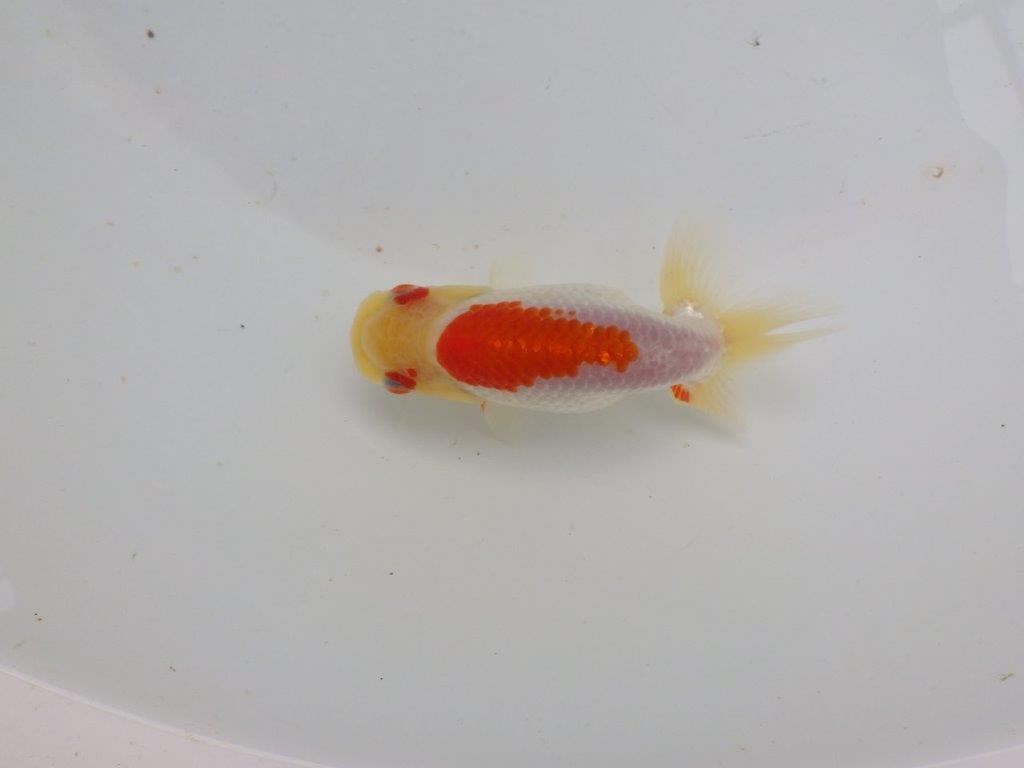 【可愛がってきた当歳らんちゅう 】背、腰のラインが美しいらんちゅう　約11cm  オス？