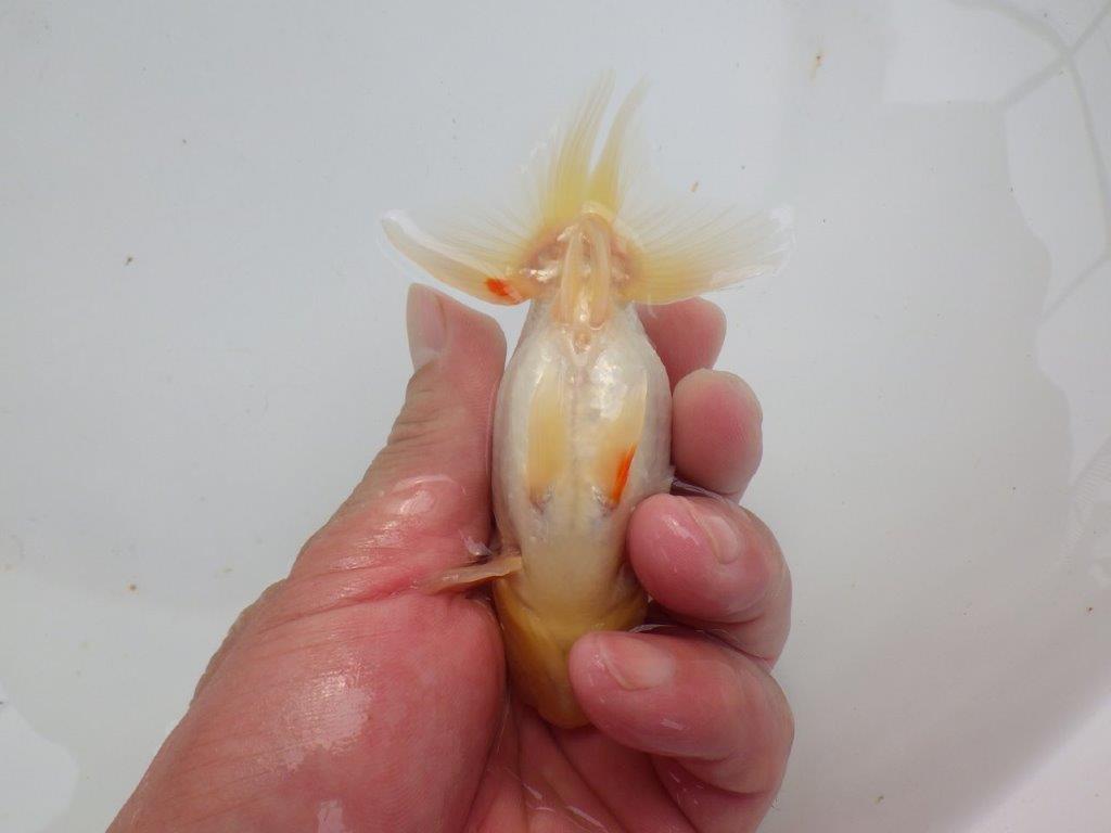 【可愛がってきた当歳らんちゅう 】背、腰のラインが美しいらんちゅう　約11cm  オス？